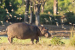 Botswana - Parc national de Chobe ©Shutterstock, G Porter