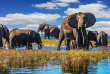 Botswana - Parc national de Chobe ©Shutterstock, Kavram