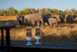 Botswana - Delta de l'Okavango, Little Sable