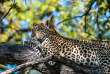 Botswana - Delta de l'Okavango, Khwai ©Natural Selection