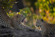 Botswana - Delta de l'Okavango, Khwai ©Natural Selection
