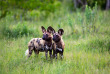 Botswana - Delta de l'Okavango, Khwai ©Natural Selection