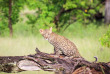 Botswana-Delta de l'Okavango - Camp Moremi