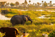 Botswana - Delta de l'Okavango - Delta Camp