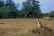 Botswana - Delta de l'Okavango - Machaba Camp