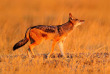 Botswana ©Shutterstock, Ondrej Prosicky