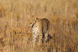 Botswana - Kalahari ©Shutterstock 