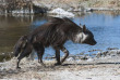 Botswana - Kalahari Plains Camp Wilderness