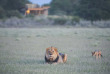 Botswana - Kalahari Plains Camp Wilderness