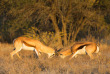 Botswana - Kalahari ©Shutterstock, Villiers Steyn