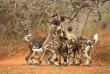 Botswana ©Shutterstock, Martin Mecnarowski