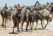 Botswana - Makgadikgadi Pans National Park - Leroo La Tau