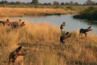 Botswana - région Nord - Kwando Lagoon