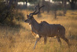 Botswana - Delta de l'Okavango ©Shutterstock, Villiers Steyn