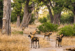 Botswana - Delta de l'Okavango - Moremi Game Reserve ©Shutterstock, Efimova Anna