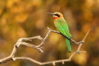 Botswana - Parc national de Chobe ©Shutterstock, Martin Mecnarowski