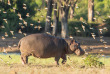 Botswana - Parc national de Chobe ©Shutterstock, Stuart  G Porter