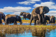 Botswana - Parc national de Chobe ©Shutterstock, Kavram