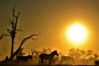 Botswana - Maun-Kasane - Botswana Authentique en français - Safari mobile guidé