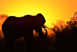 Botswana - Maun-Kasane - Botswana Authentique en français - Safari mobile guidé