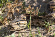Botswana - Maun-Kasane - Botswana Authentique en français - Safari mobile guidé
