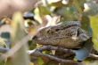 Botswana - Maun-Kasane - Botswana Authentique en français - Safari mobile guidé