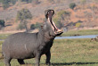 Botswana - Maun-Kasane - Botswana Authentique en français - Safari mobile guidé