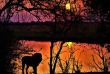 Botswana - Maun-Kasane - Botswana Authentique en français - Safari mobile guidé