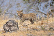 Botswana - Maun-Kasane - Botswana Authentique en français - Safari mobile guidé
