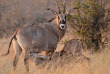 Botswana - Maun-Kasane - Botswana Authentique en français - Safari mobile guidé