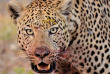Botswana - Maun-Kasane - Botswana Authentique en français - Safari mobile guidé