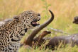 Botswana - Maun-Kasane - Botswana Authentique en français - Safari mobile guidé