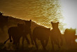 Botswana - Maun-Kasane - Botswana Authentique en français - Safari mobile guidé