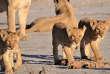 Botswana - Maun-Kasane - Botswana Authentique en français - Safari mobile guidé