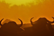 Botswana - Maun-Kasane - Botswana Authentique en français - Safari mobile guidé