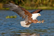 Botswana - Safaris Le vol de l'aigle pêcheur