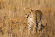 Botswana - Safaris L'œil du léopard