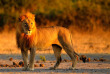 Botswana - Safaris Le territoire des lions