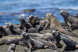 Equateur - Galapagos - Safari plongée d'île en île aux Galapagos © Gail Johnson, Shutterstock