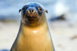 Equateur - Galapagos - Safari plongée d'île en île aux Galapagos © Tomas Kotouc, Shutterstock