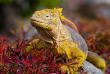 Equateur - Galapagos