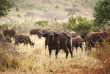 Kenya - Parc national Amboseli © Shutterstock, andrzej kubik