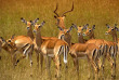 Kenya - Parc national Amboseli © Shutterstock, ecoprint