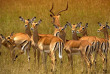 Kenya - Parc national Amboseli ©Shutterstock, ecoprint