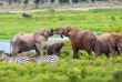 Kenya - Parc national Amboseli ©Shutterstock, maggy meyer