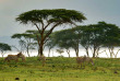 Kenya - Lake Naivasha 