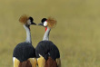 Kenya - Lake Naivasha ©Shutterstock, eduard kyslynskyy