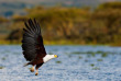 Kenya - Lake Naivasha - ©shutterstock, travel stock