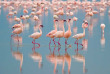 Kenya - Lake Nakuru © Shutterstock, antonio jorge nunes