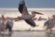 Kenya - Lake Nakuru - ©shutterstock, travel stock